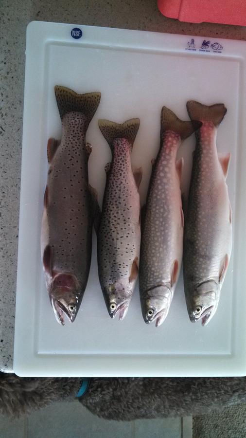 catchoftheday.jpg.jpg