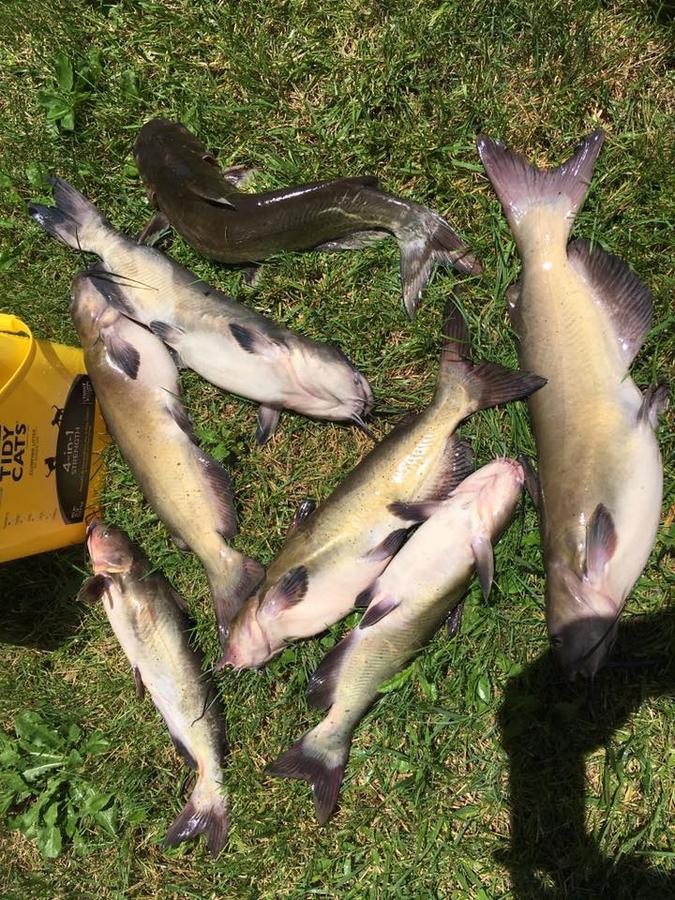 catfish.jpg