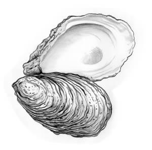cb_american_oyster.jpg