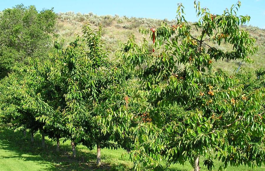 Cherries.jpg