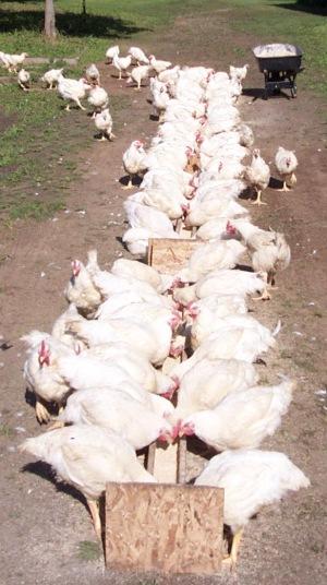 Chickens.jpg