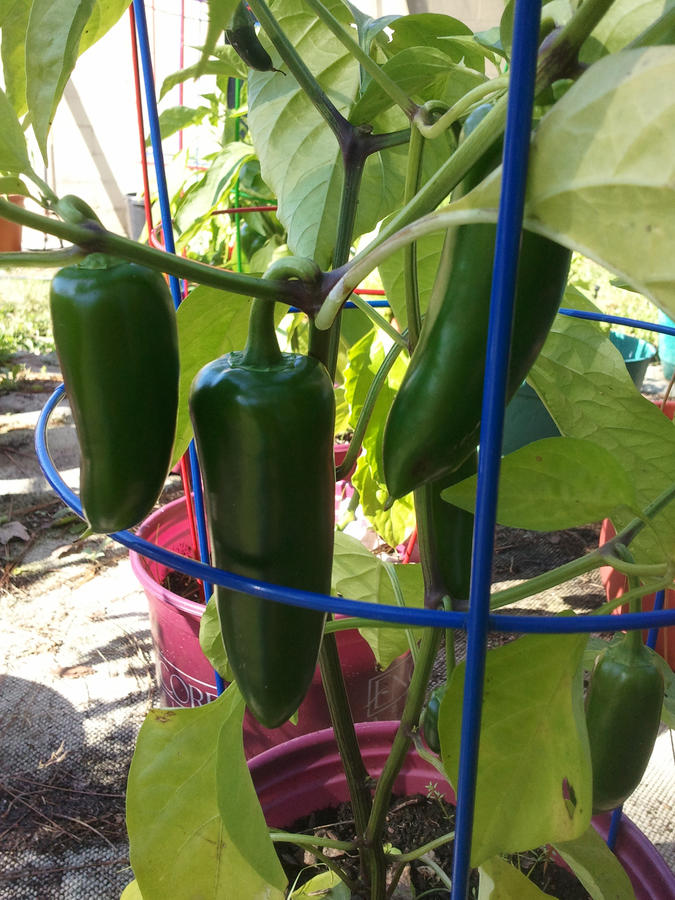 Chili 039_1.jpg