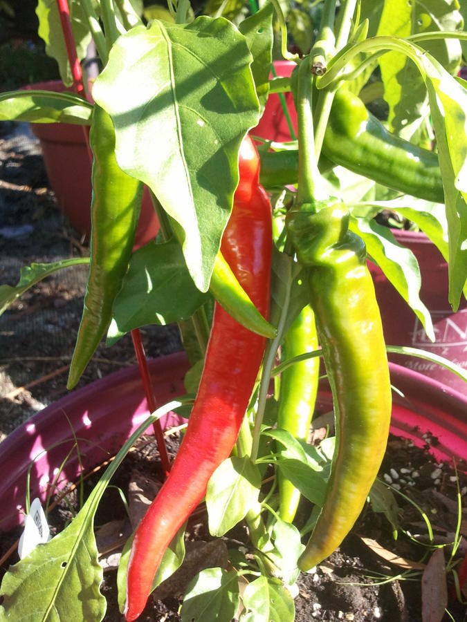 Chili 044.jpg