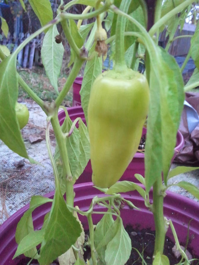 Chili 108.jpg