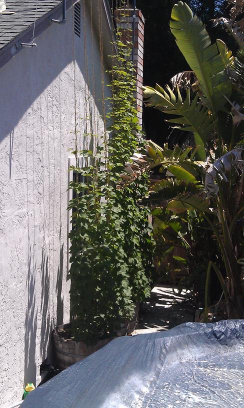 Chinook 05-17-12 sm.JPG