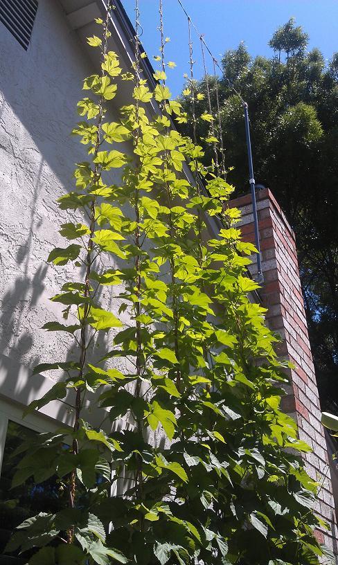 Chinook 05-17-12 sm01.JPG