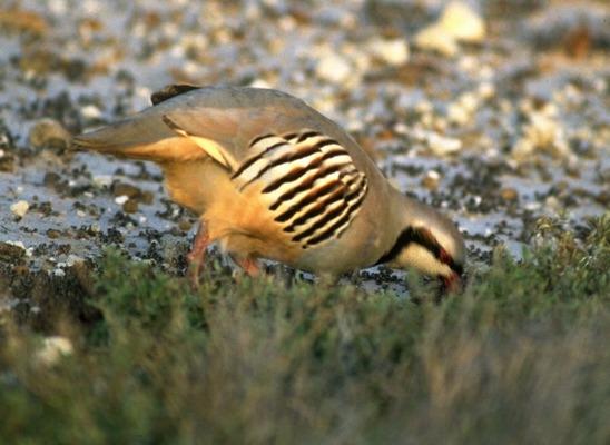 chukar_partridge.jpg