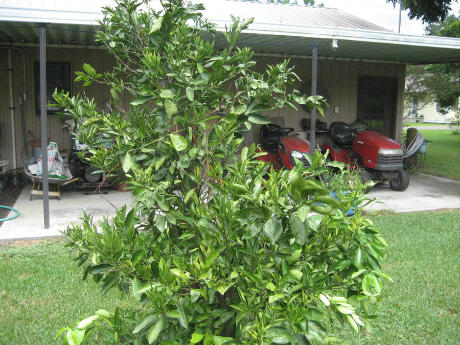 Citrus trees 004.JPG