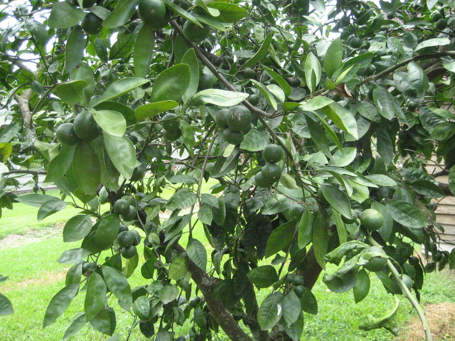 Citrus trees 009.JPG