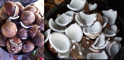 coconut-10.jpg