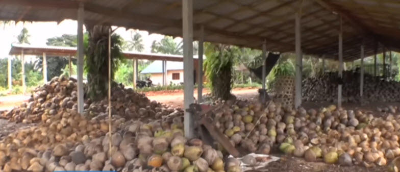 coconut-4.jpg