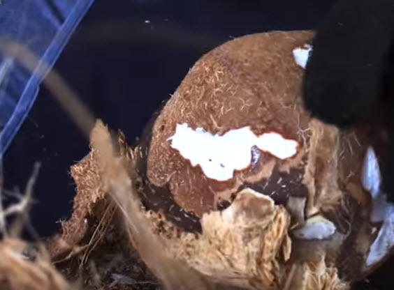 coconut-6.jpg