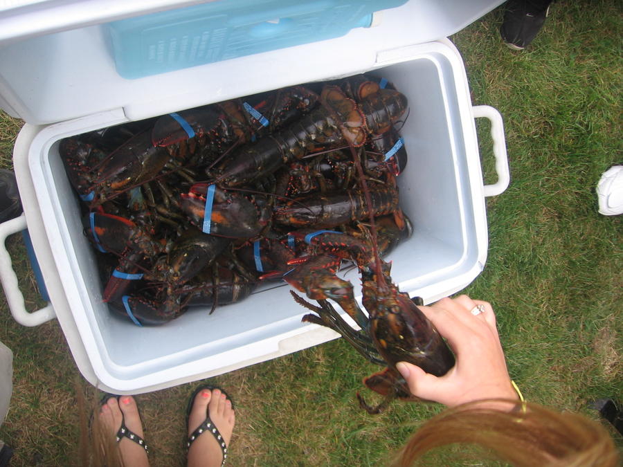 Codzilla and Lobsters 030.JPG