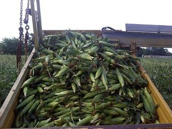 corn res.jpg