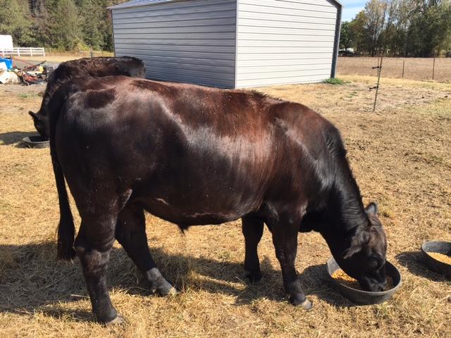 Cow.jpg