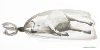 cow.jpg