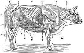 Cow Ribs.jpg