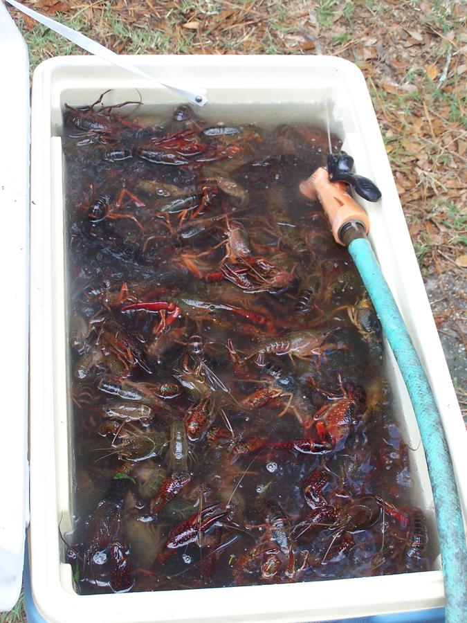 crawfishsoaking.jpg