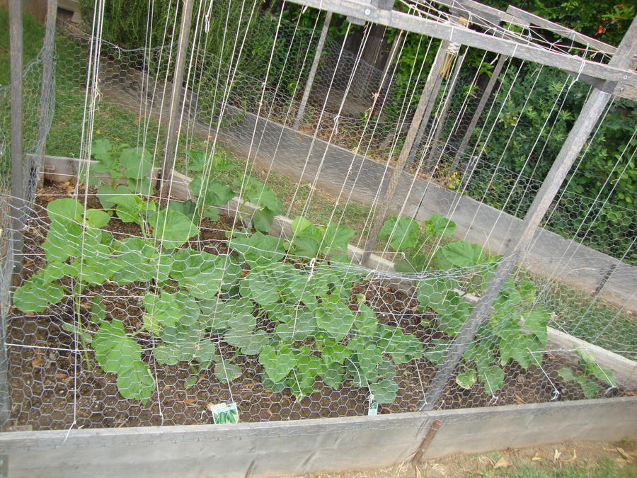 Cucumbers.JPG