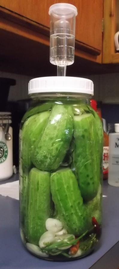 cukes first batch.jpg