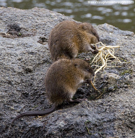 day3muskrat1.jpg