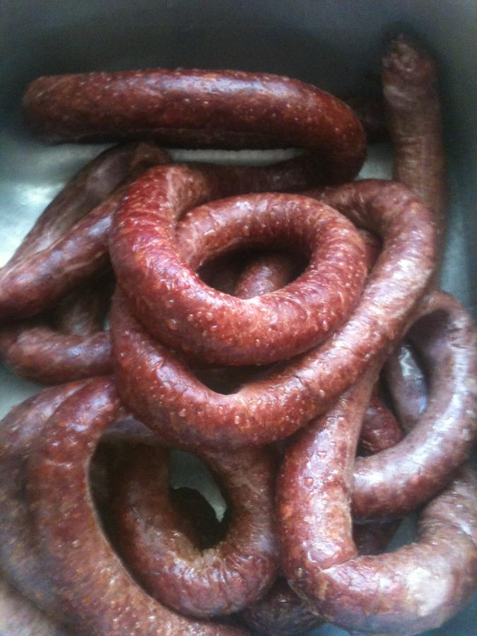 deer bologna 001.JPG