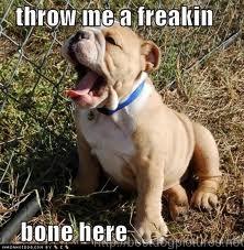 dog bone.jpg