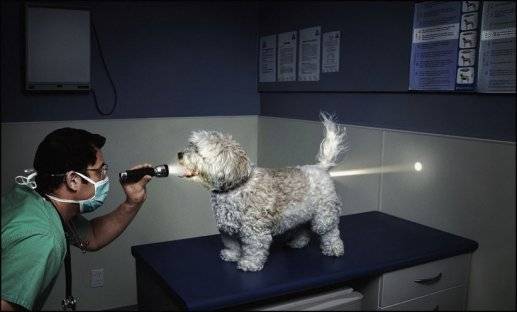 Dog & Flashlight