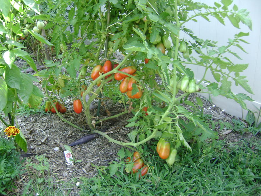 DSC01834.JPG