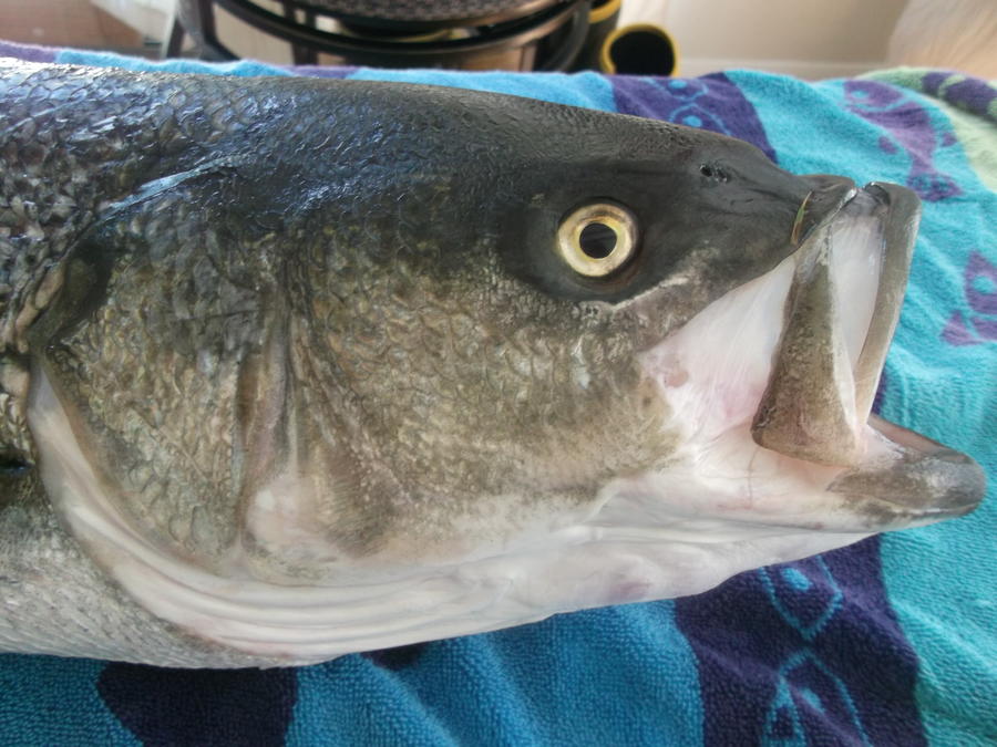 DSCF7598.JPG