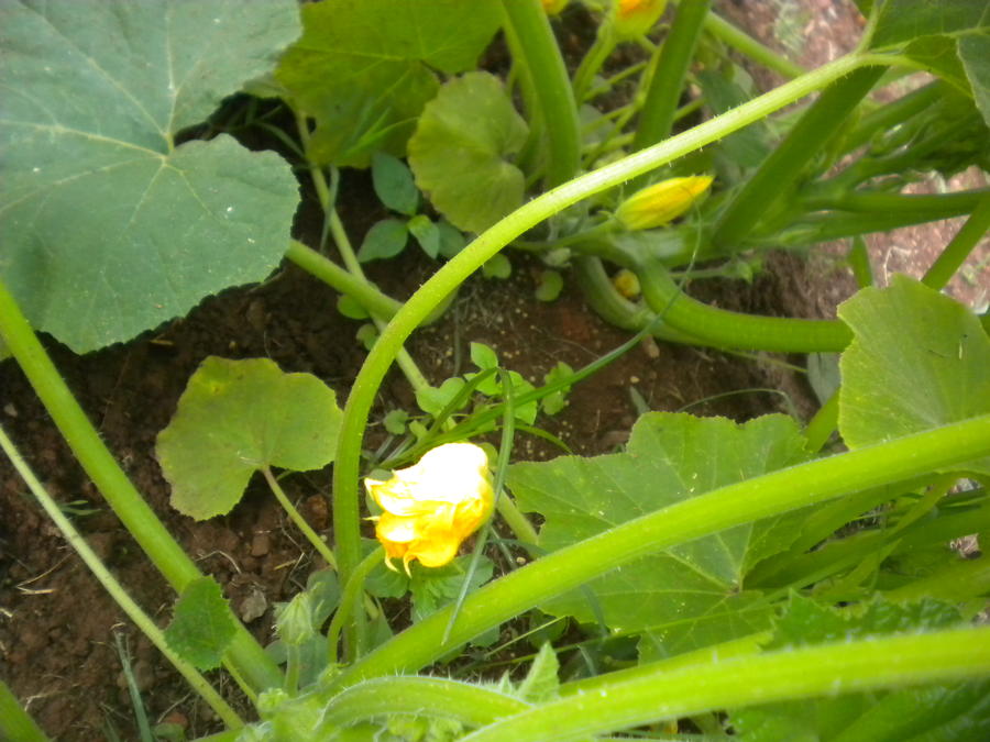 DSCN4412.JPG