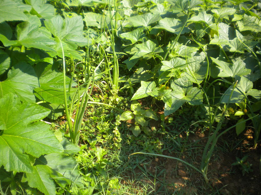 DSCN4481.JPG