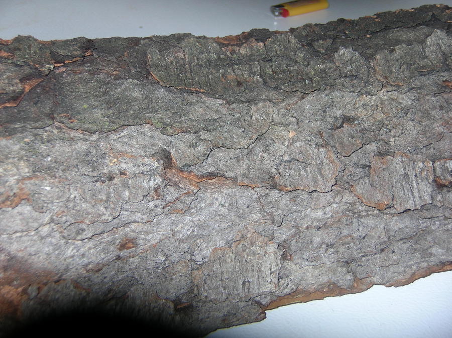 DSCN7726.JPG