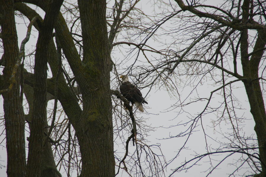 Eagle 05-14-2011 (3).JPG