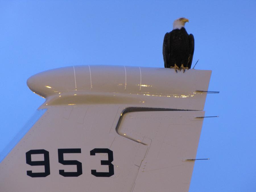 Eagle tail 002.JPG
