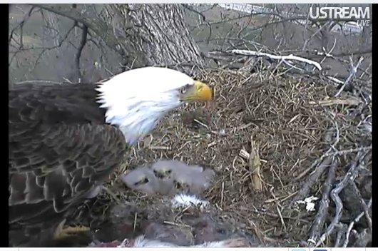 eaglets2.jpg