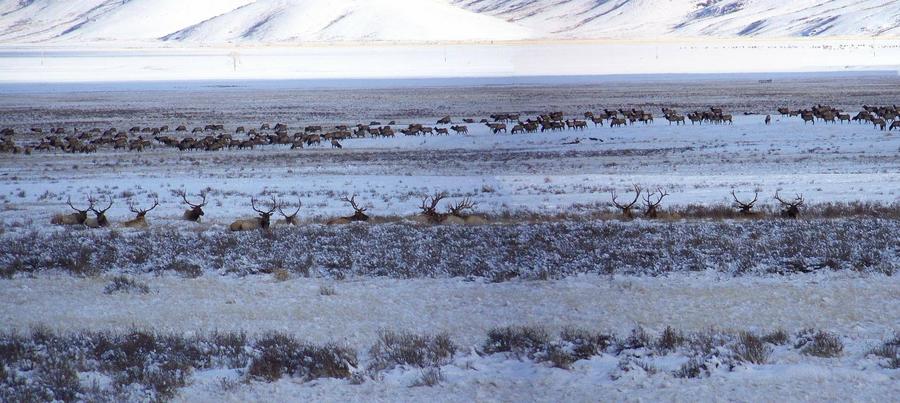 Elk in Idaho 2008.JPG