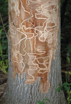 emerald-ash-borer-damage.jpg