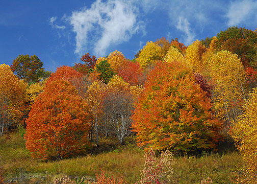 Fall Color FB_1549.jpg
