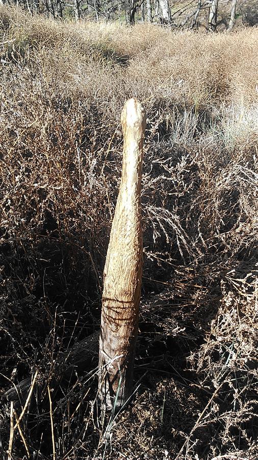 fencePost.jpg
