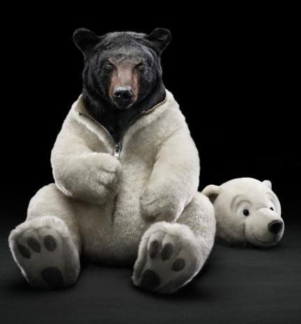 fiat-500-black-bear-small-97141.jpg