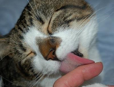 Finger_Licking_Good.jpg