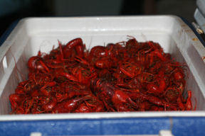 Finished mudbugs.jpg