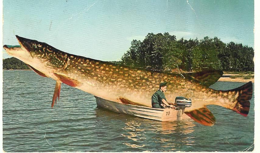 Fish in boat copy.jpg