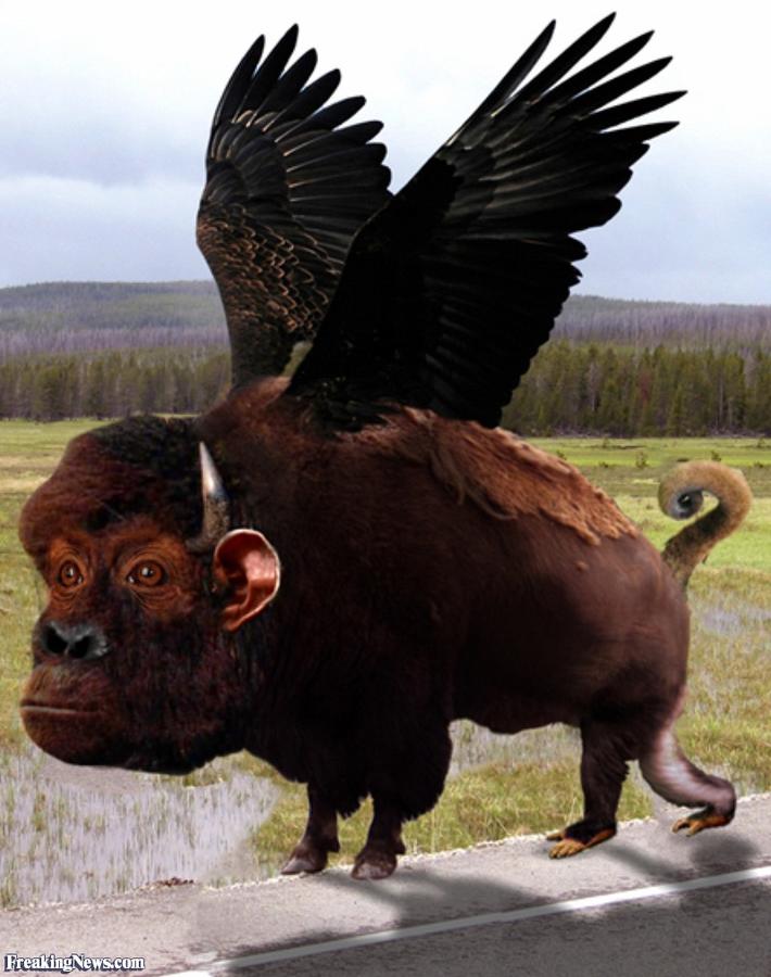 Flying-Buffalo-Monkey--78127.jpg