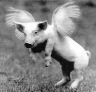 flying pig.jpg