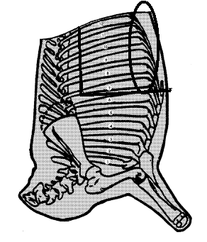 fore plate ligaments.gif