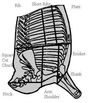 fore rib side w desc.jpg