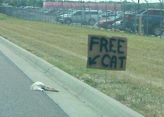 free-cat (1).jpg