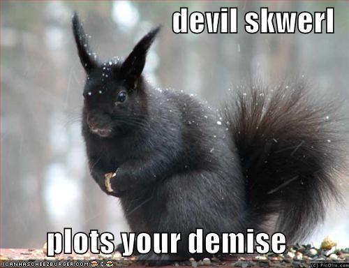 funny-pictures-evil-black-squirrel2.jpg